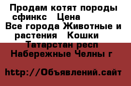 Продам котят породы сфинкс › Цена ­ 4 000 - Все города Животные и растения » Кошки   . Татарстан респ.,Набережные Челны г.